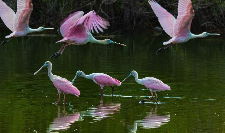 types of spoonbill bird