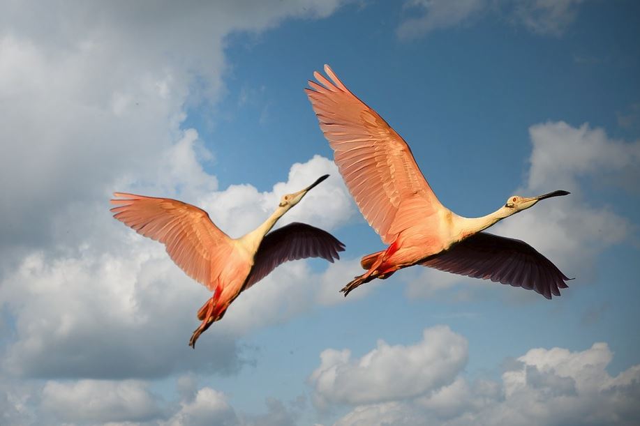 How To Spot Wild Flamingos In The Florida Keys - Commercial Real Estate